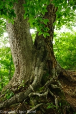 20130810_083216_IB.jpg